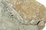 Fossil Crinoid Plate (Four Species) - Crawfordsville, Indiana #243931-2